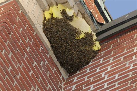 bee and wasp removal service near me